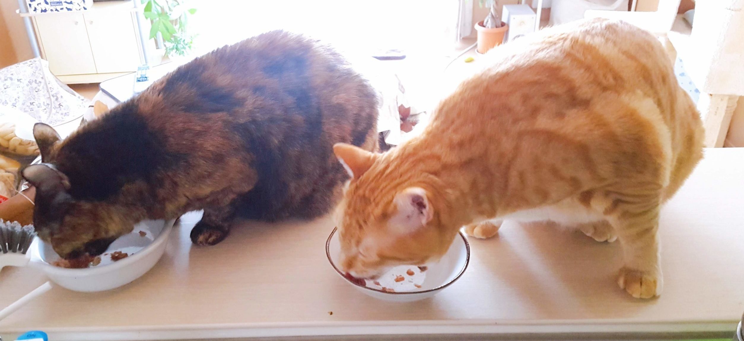 ウェットフードを食べる猫2匹