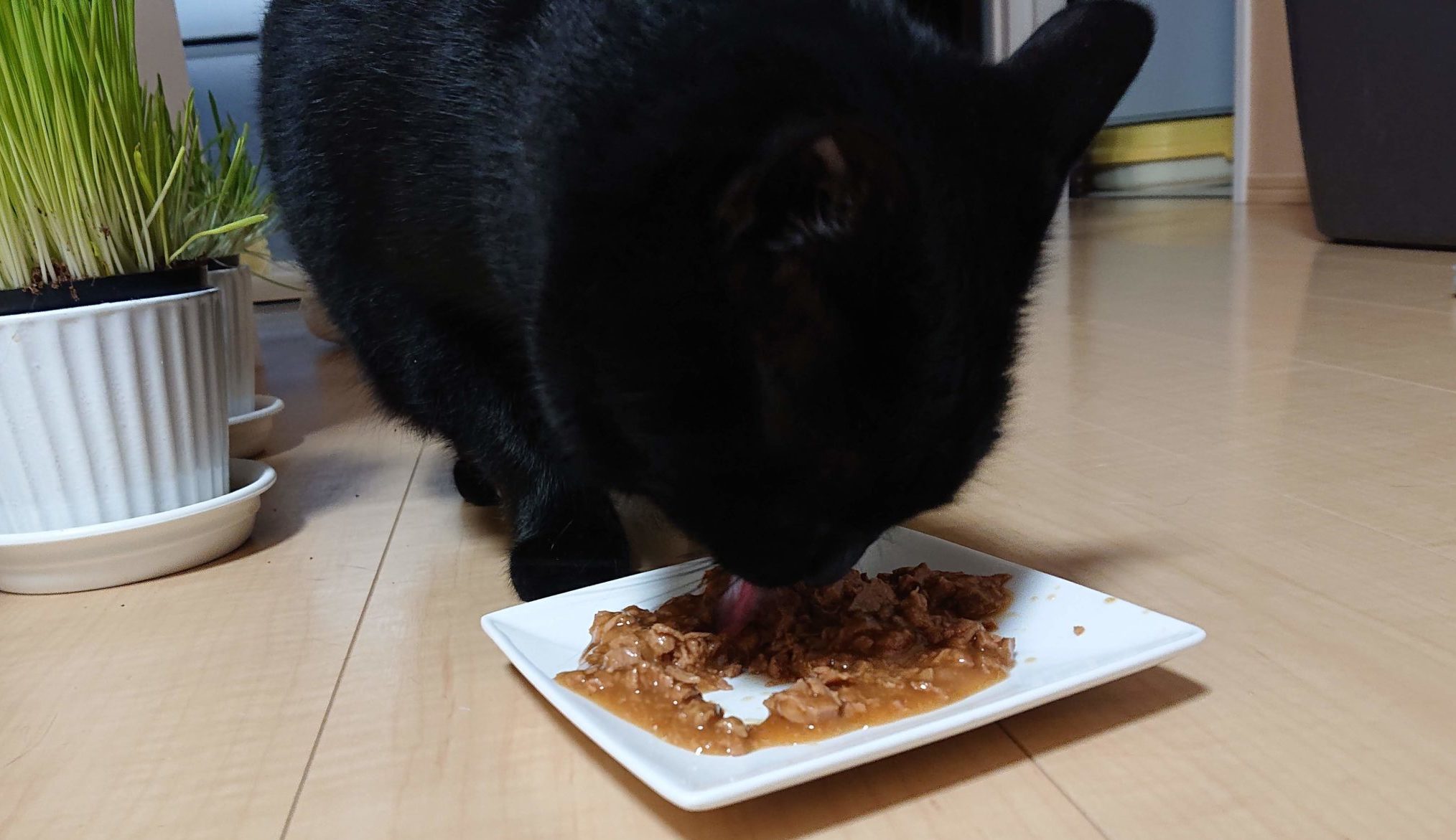 ピュリナワンウェットフードを食べる黒猫びび