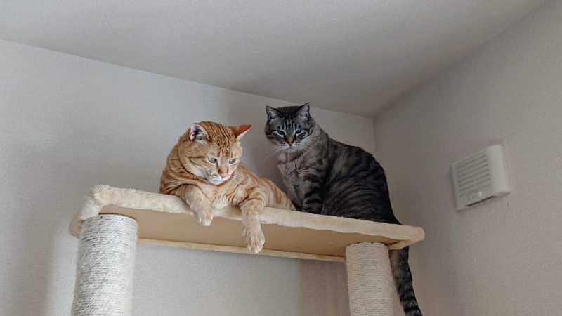猫タワーの猫2匹
