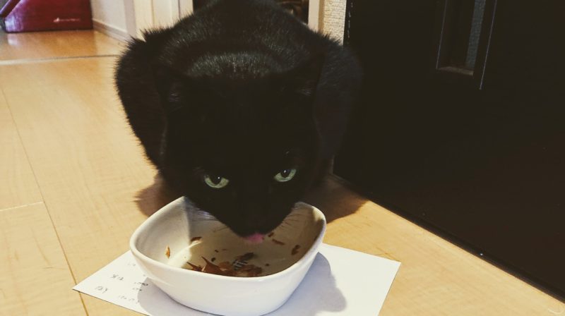 食事する黒猫びび