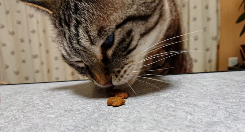 猫はるお君、クリスピーキッスを食べる