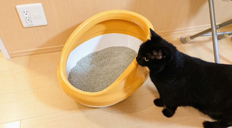 猫のトイレと黒猫びび