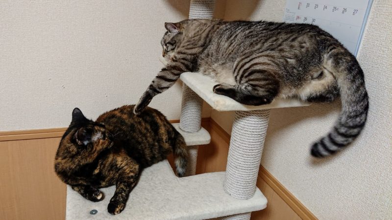 猫2匹猫タワーの争い