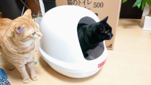猫トイレハーフカバーと猫たち