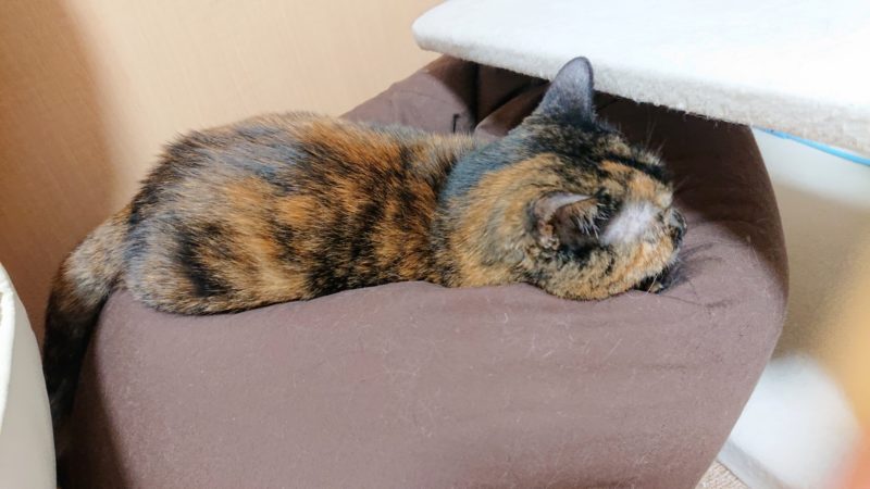 ビーズクッションで寝る猫