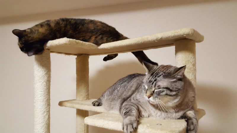 猫タワーの上の猫2匹