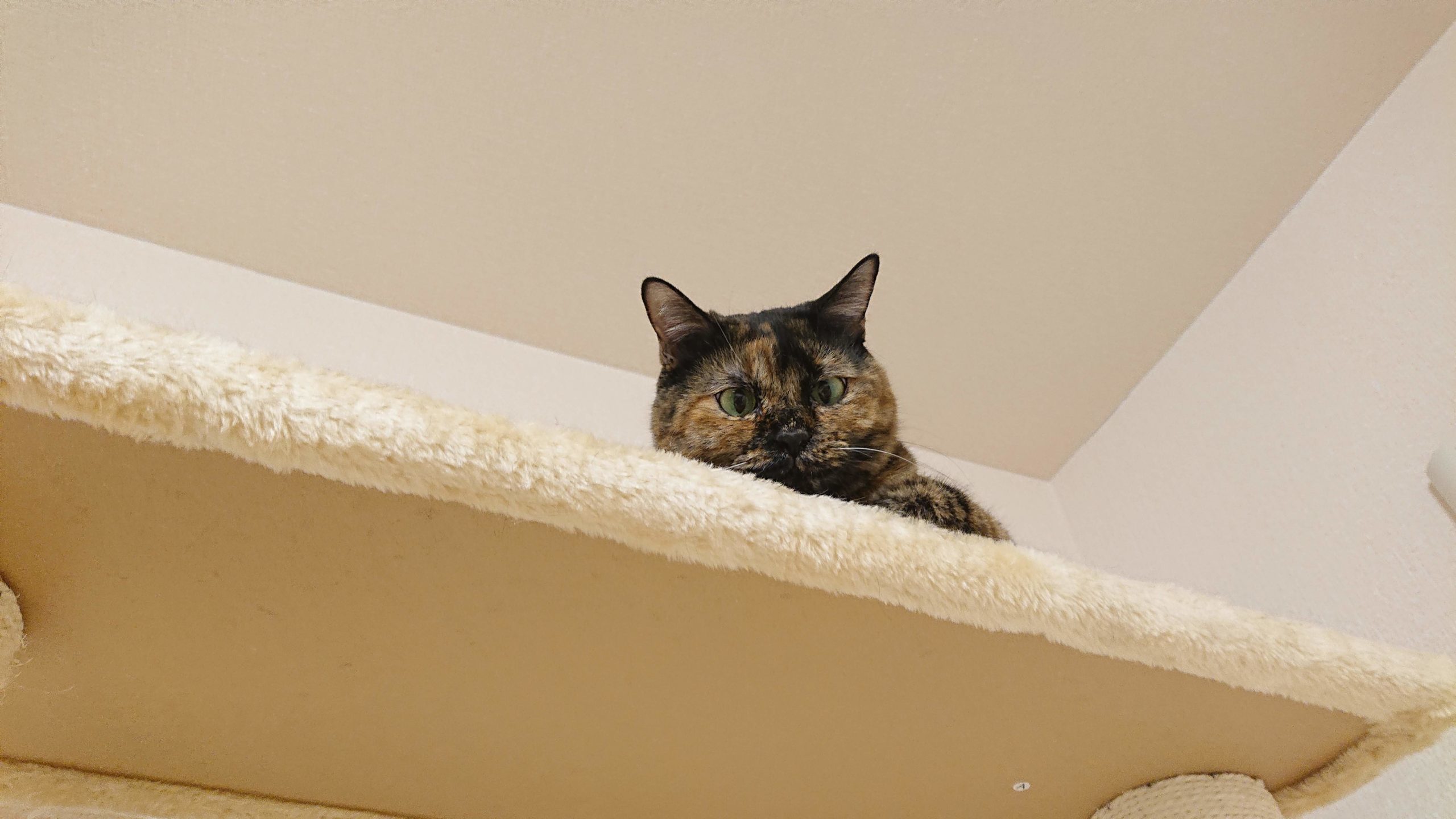 猫タワーの上から覗くサビ猫ぷりん