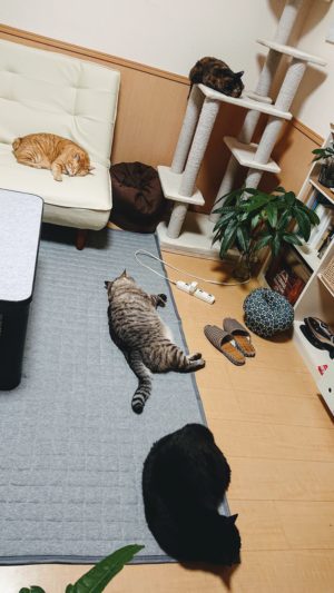 部屋でくつろぐ猫4匹
