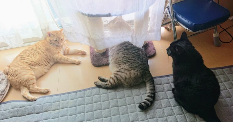 窓際でまったりする猫3匹