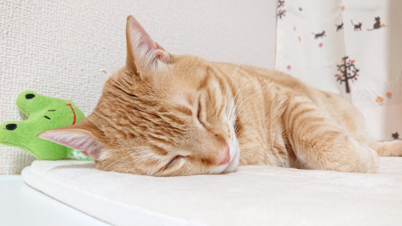 ぐっすり寝てる猫茶トラなつ