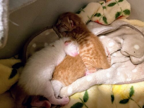 子猫3匹誕生