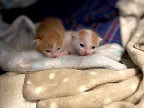生後2週間、目が開いた子猫たち