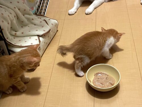 離乳食を始めた子猫たち